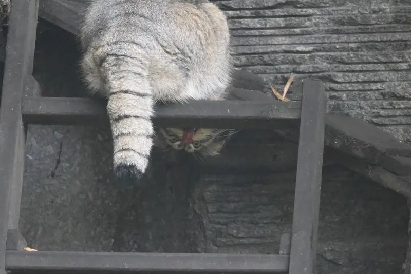 モスクワ動物園のティモフェイの写真
