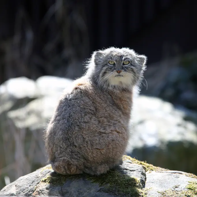オストラヴァ動物園のモイラの写真