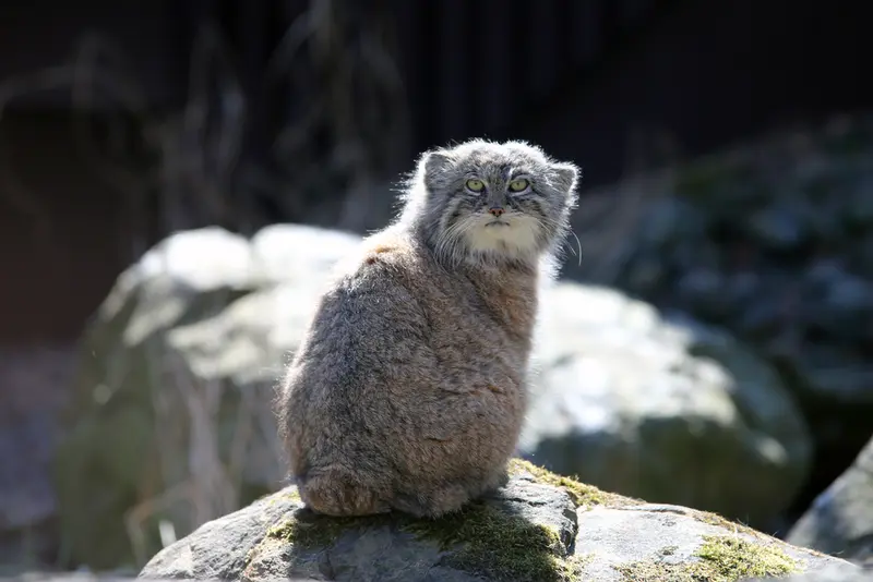 オストラヴァ動物園のモイラの写真
