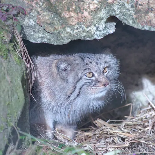 ヘラブルン動物園のスタブシの写真