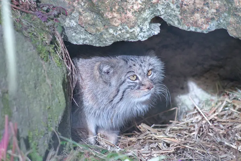 ヘラブルン動物園のスタブシの写真