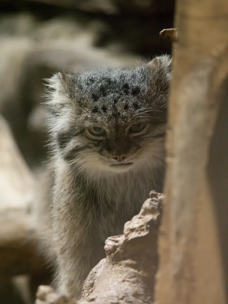 恩賜上野動物園のクリョンの写真