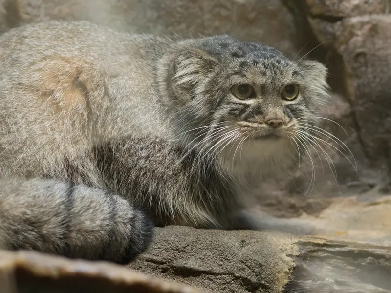 恩賜上野動物園のサフランの写真