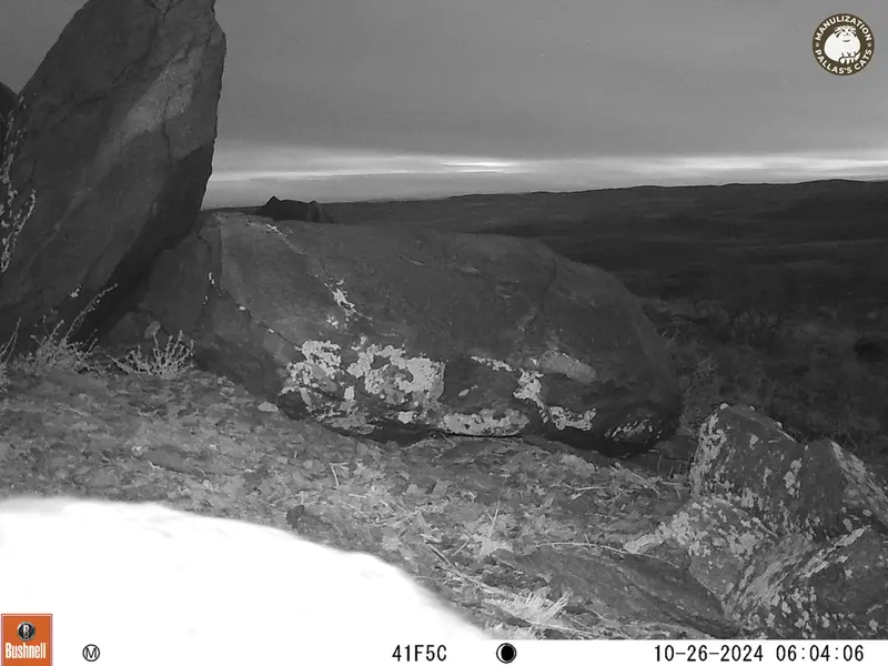 コシュカルカメラトラップで撮影したOtocolobus manul manulの写真