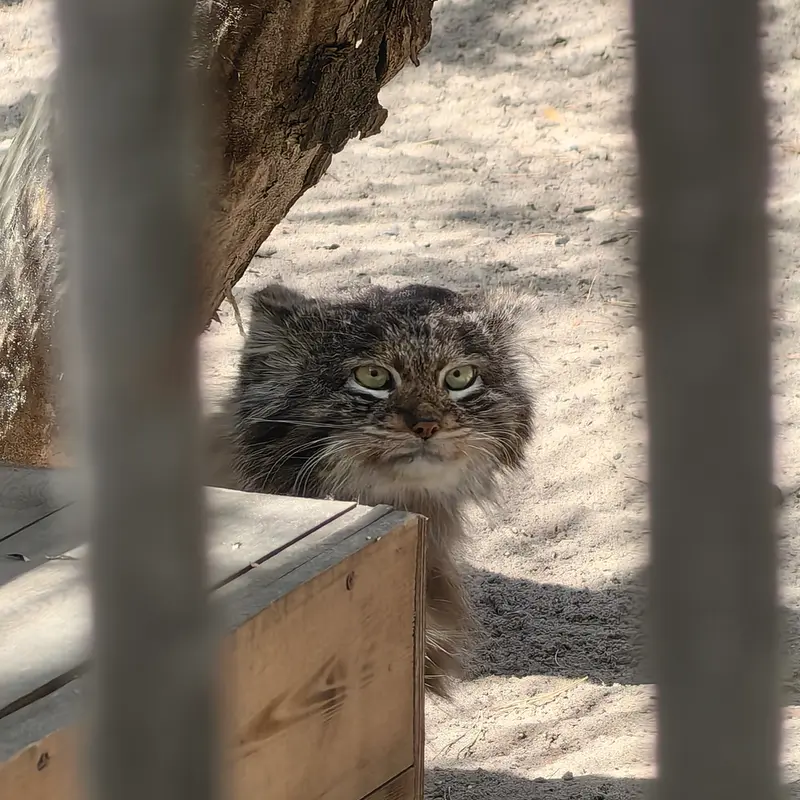 ノヴォシビルスク動物園のマリクの写真