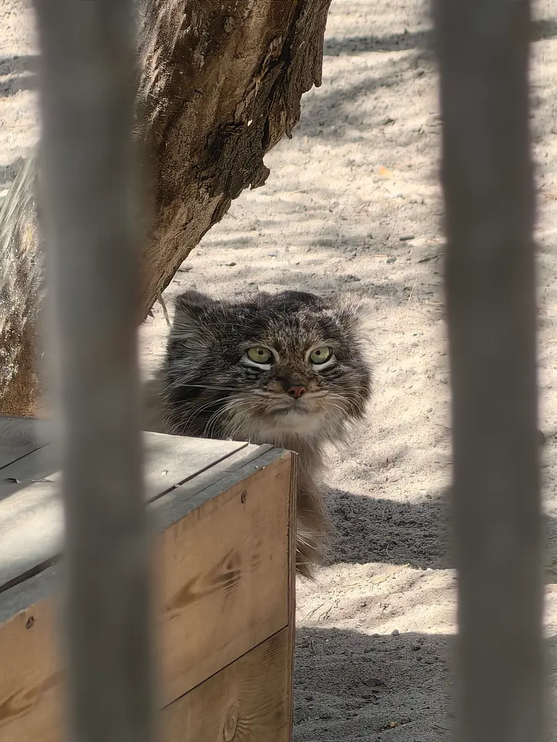 ノヴォシビルスク動物園のマリクの写真