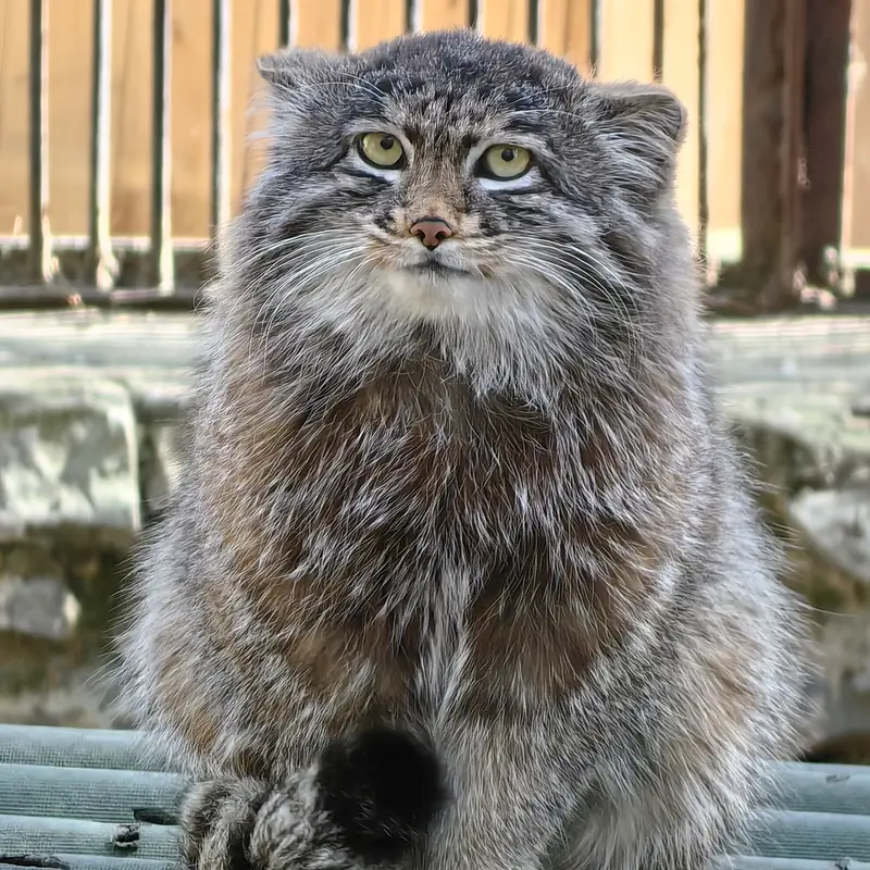 ノヴォシビルスク動物園のグレイの写真