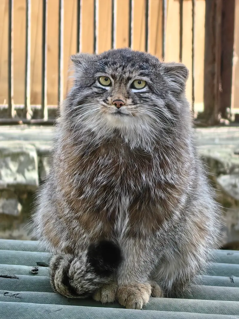 ノヴォシビルスク動物園のグレイの写真