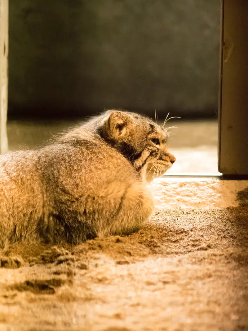 野毛山動物園のフィーガの写真