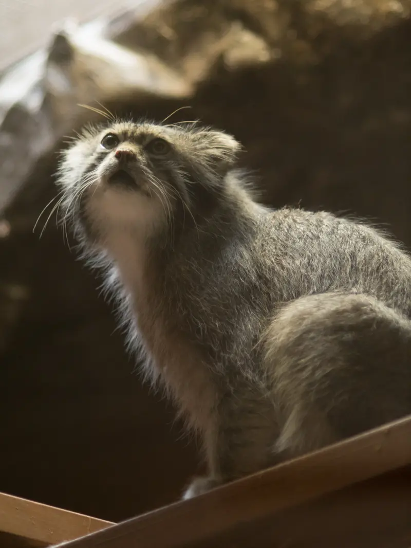 恩賜上野動物園のクリョンの写真