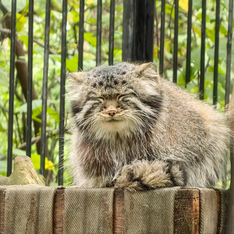 ノヴォシビルスク動物園のシルヴェスターの写真