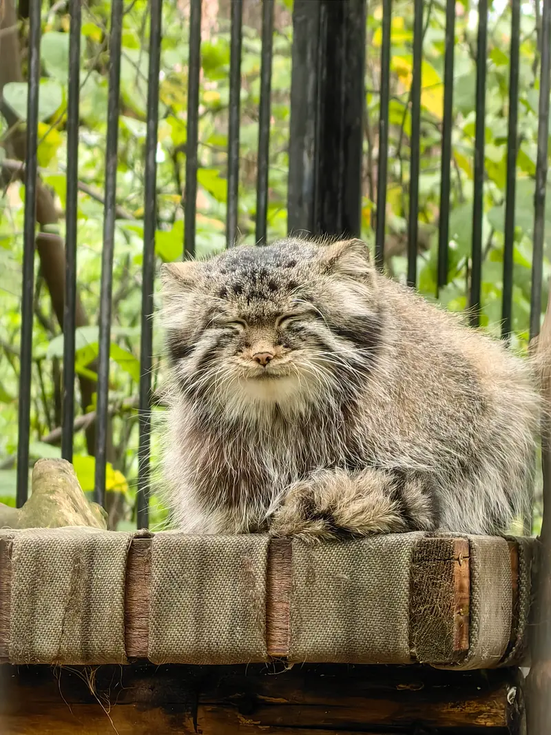 ノヴォシビルスク動物園のシルヴェスターの写真