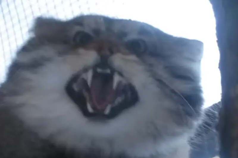 レニングラード動物園のスノークの写真
