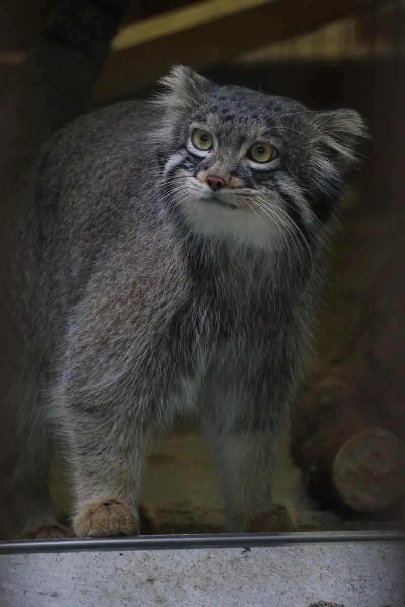 野毛山動物園のフィーガの写真