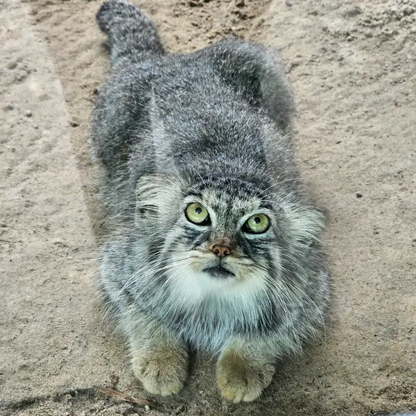 パルコ・ファウニスティコ・ラ・トルビエラのアルタナの写真