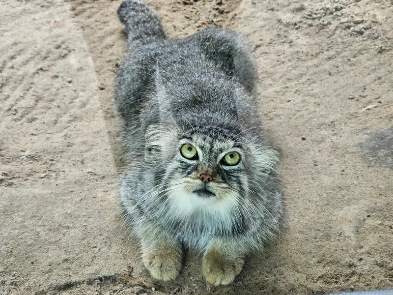 パルコ・ファウニスティコ・ラ・トルビエラのアルタナの写真