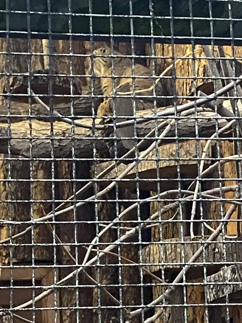 レニングラード動物園のマヌルネコの写真