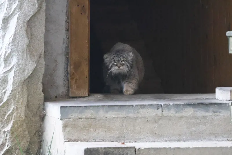 モスクワ動物園のティモフェイの写真