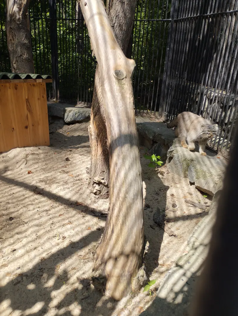 ノヴォシビルスク動物園のマヌルネコの写真