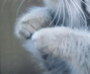 マヌルネコの写真