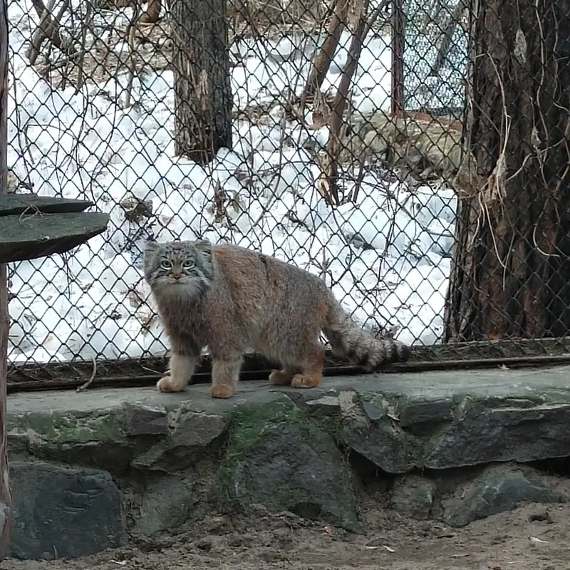 ノヴォシビルスク動物園のルフの写真