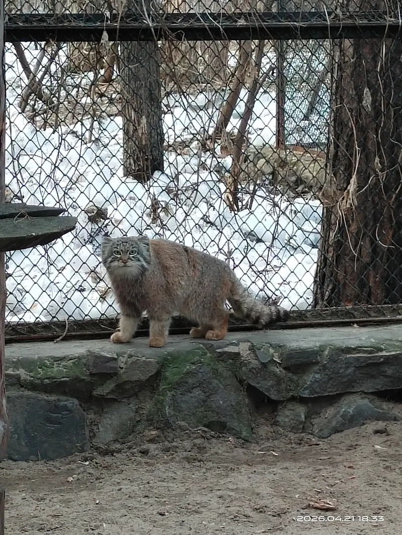 ノヴォシビルスク動物園のルフの写真