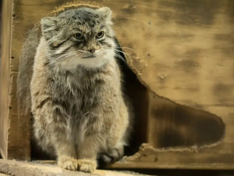 恩賜上野動物園のプリームラの写真