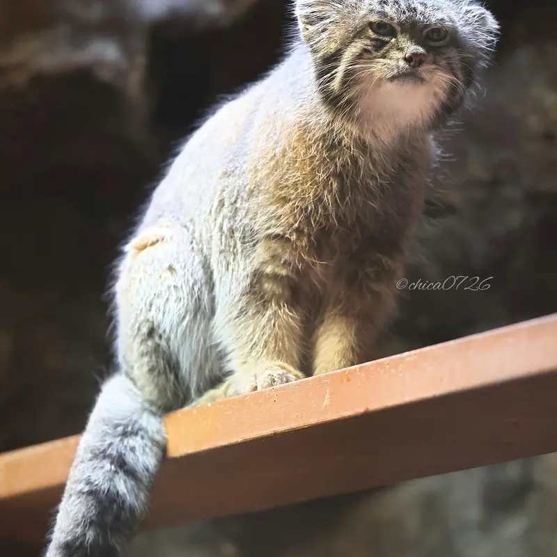 恩賜上野動物園のクリョンの写真