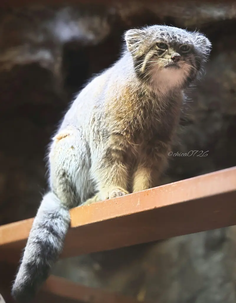 恩賜上野動物園のクリョンの写真