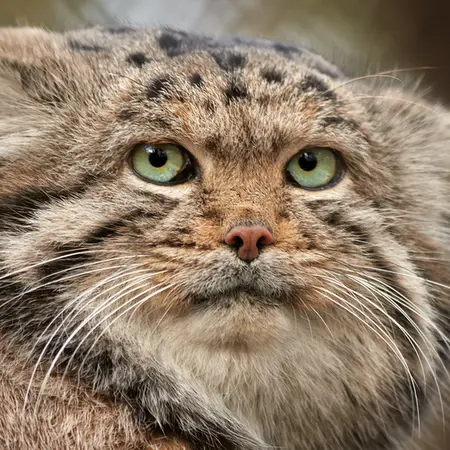 ノヴォシビルスク動物園のカラガンダの写真