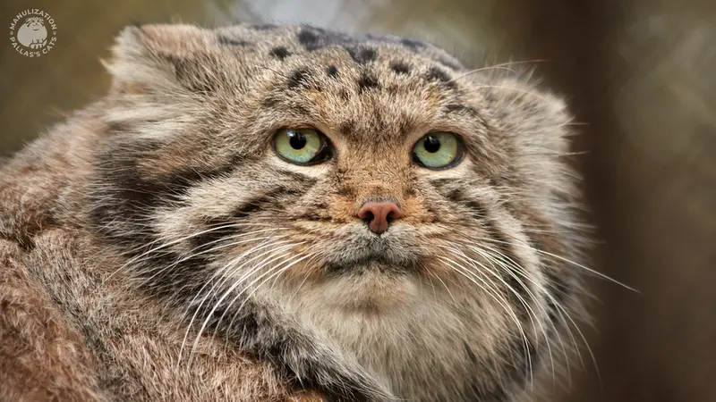 ノヴォシビルスク動物園のカラガンダの写真