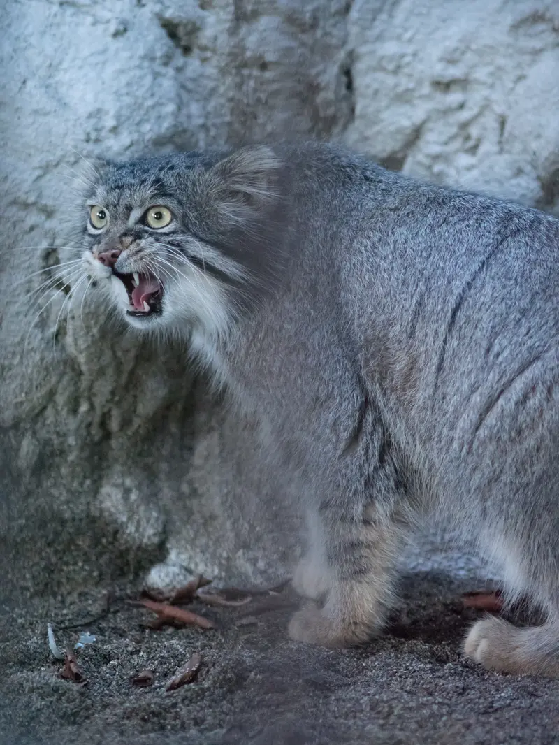 野毛山動物園のフィーガの写真