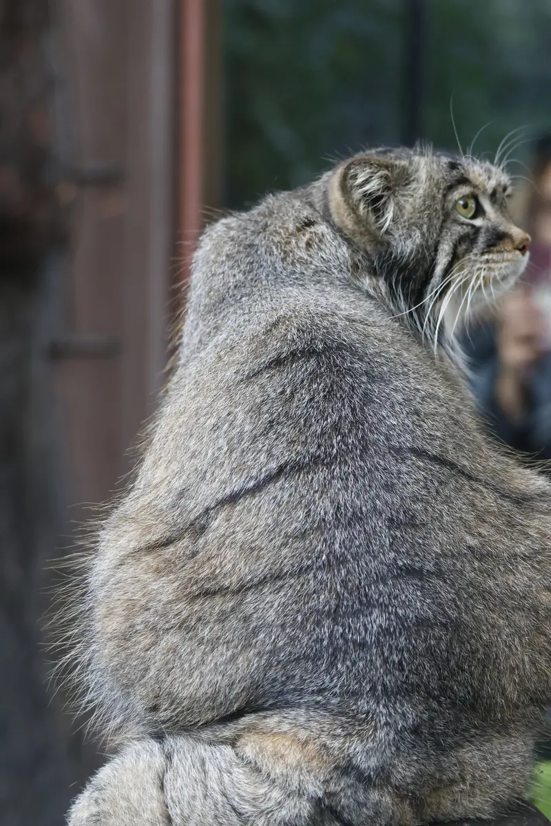 モスクワ動物園のティモフェイの写真