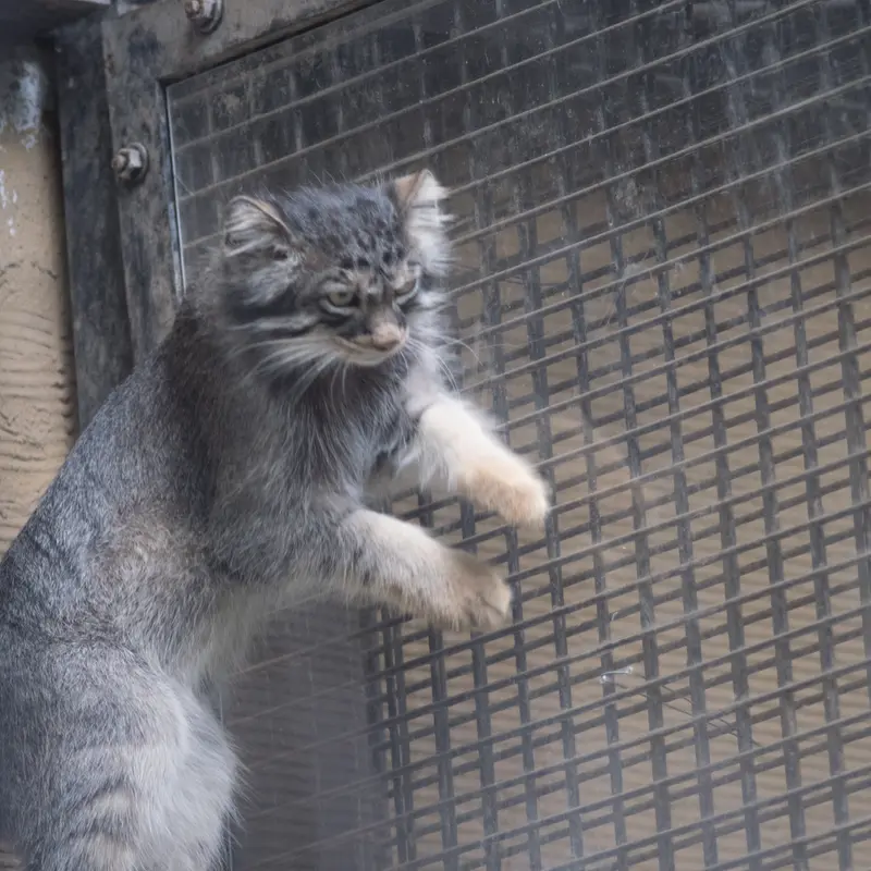 旭山動物園のヒデの写真
