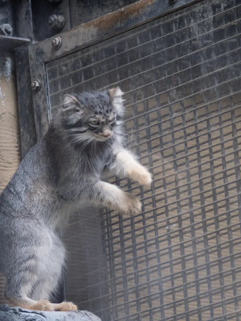 旭山動物園のヒデの写真