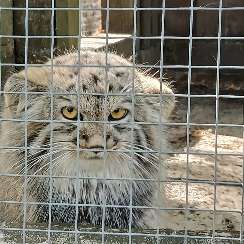 コシツェ動物園のアラニの子（2026年生まれ）Ⅰの写真