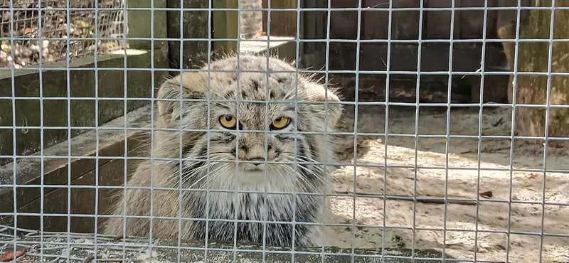 コシツェ動物園のアラニの子（2026年生まれ）Ⅰの写真