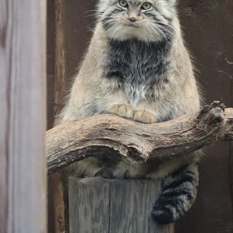 タリン動物園のマーズの写真