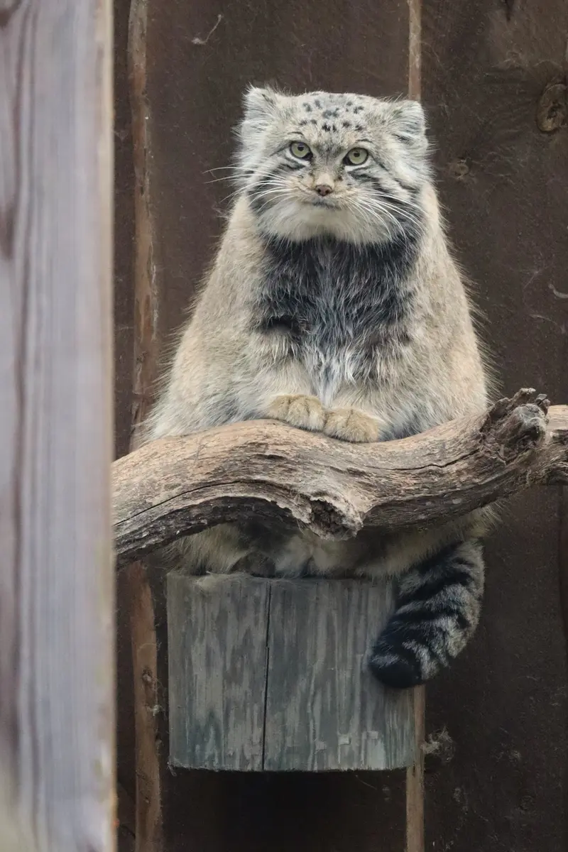 タリン動物園のマーズの写真