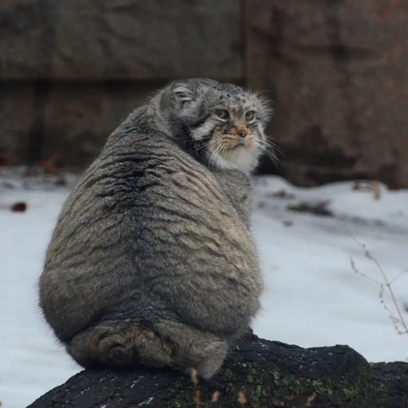 モスクワ動物園のヴァディムの写真