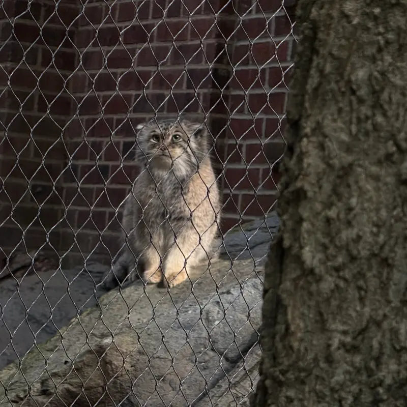 プロスペクト・パーク動物園のサルナイの写真
