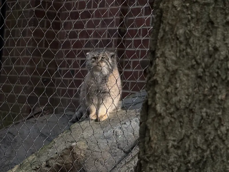 プロスペクト・パーク動物園のサルナイの写真