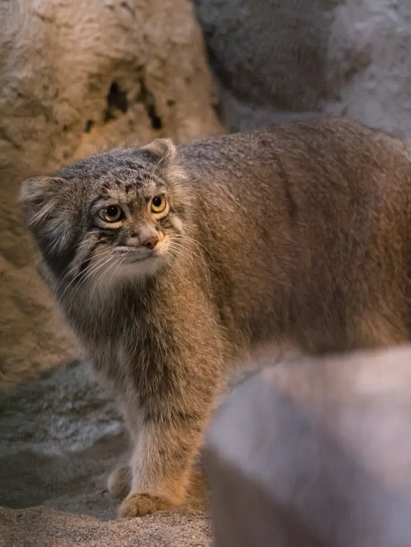 野毛山動物園のフィーガの写真