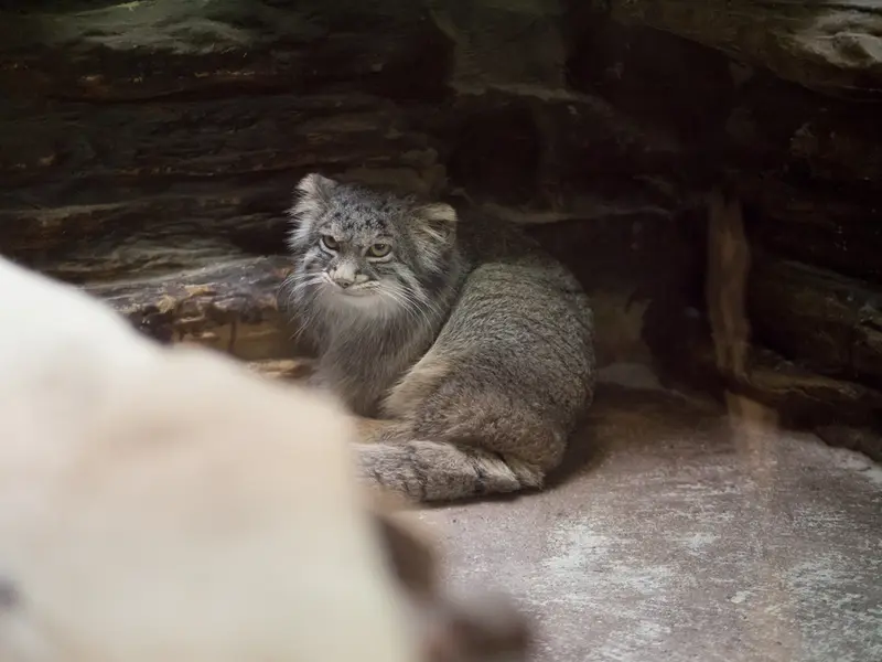 恩賜上野動物園のフィーガの写真