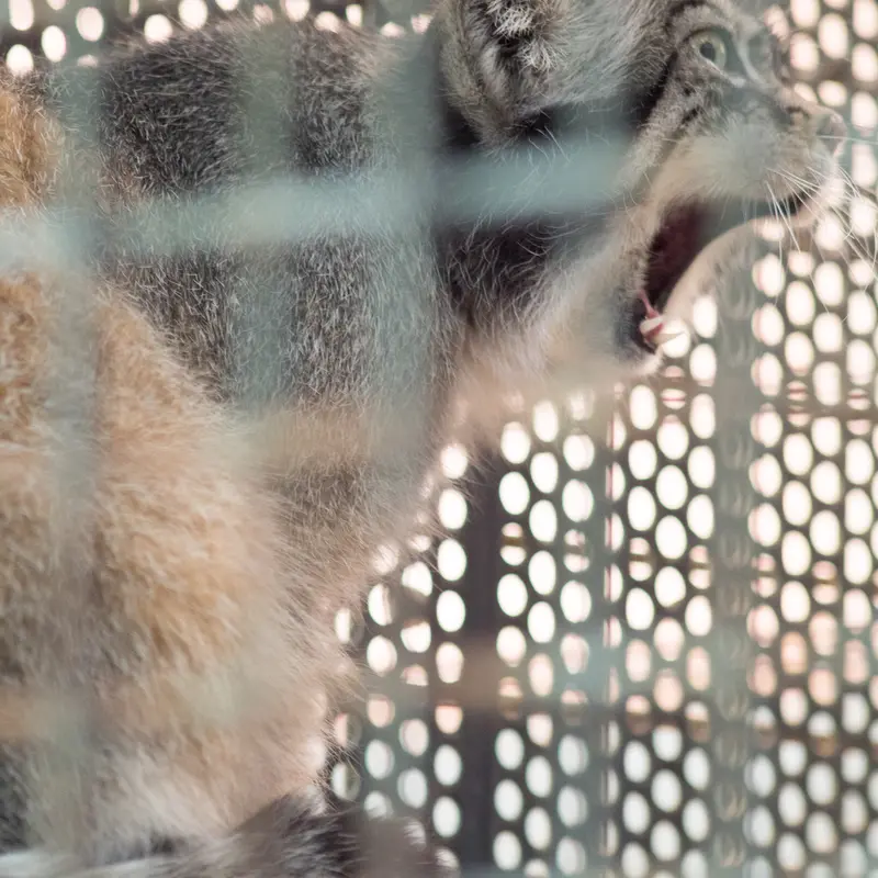 神戸市立王子動物園のイーリスの写真