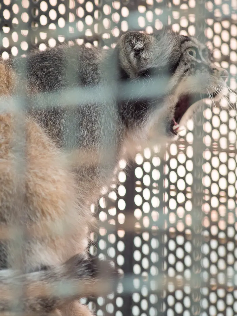 神戸市立王子動物園のイーリスの写真