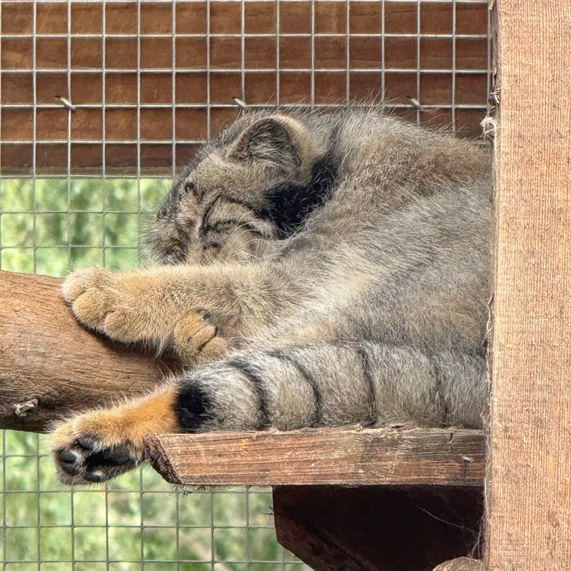 タリン動物園のアルタニの写真