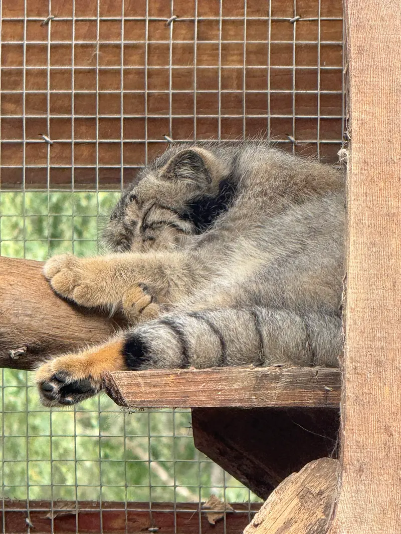 タリン動物園のアルタニの写真