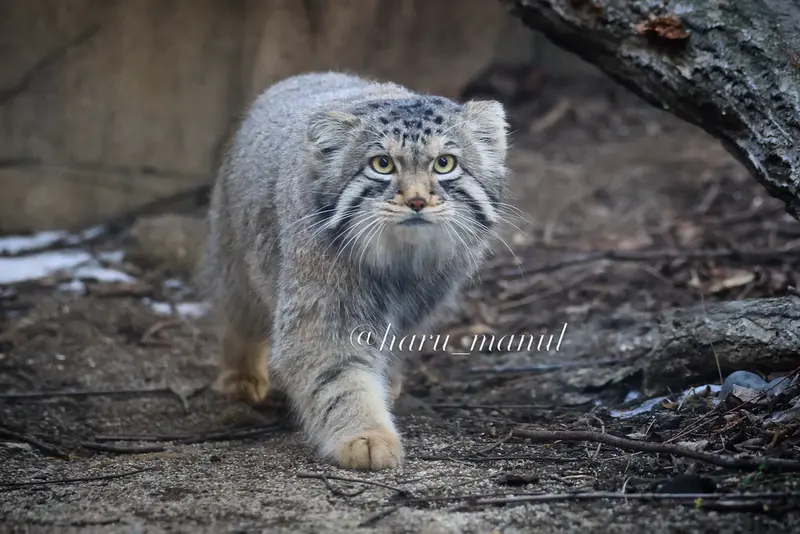 那須どうぶつ王国のマヌルネコの写真