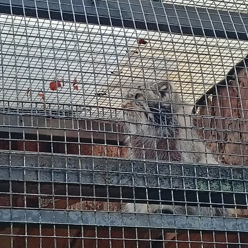 マヌルネコの写真